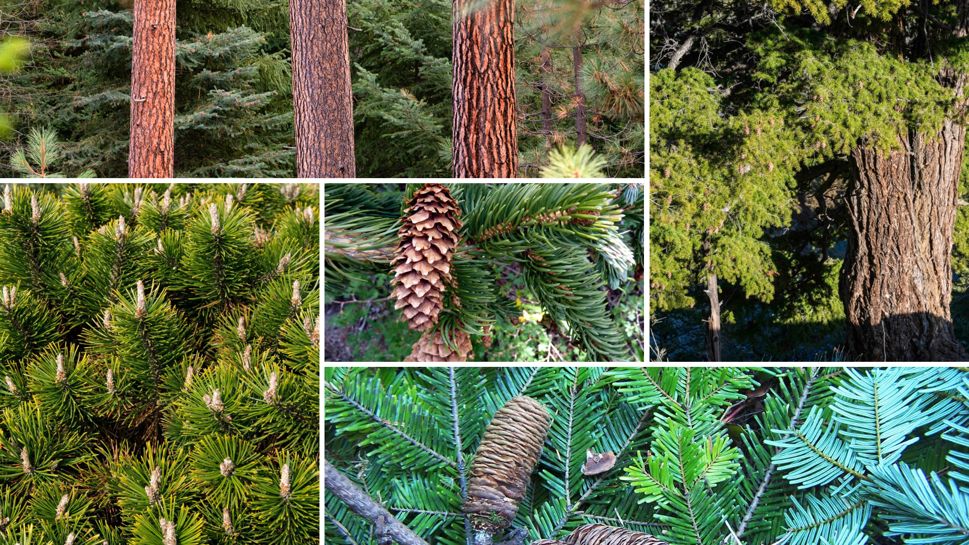 Practice Conifer Identification this Winter — Central Oregon LandWatch